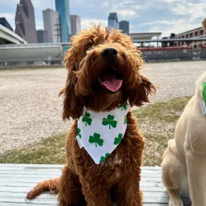 St. Patty's Clover Dog Bandana