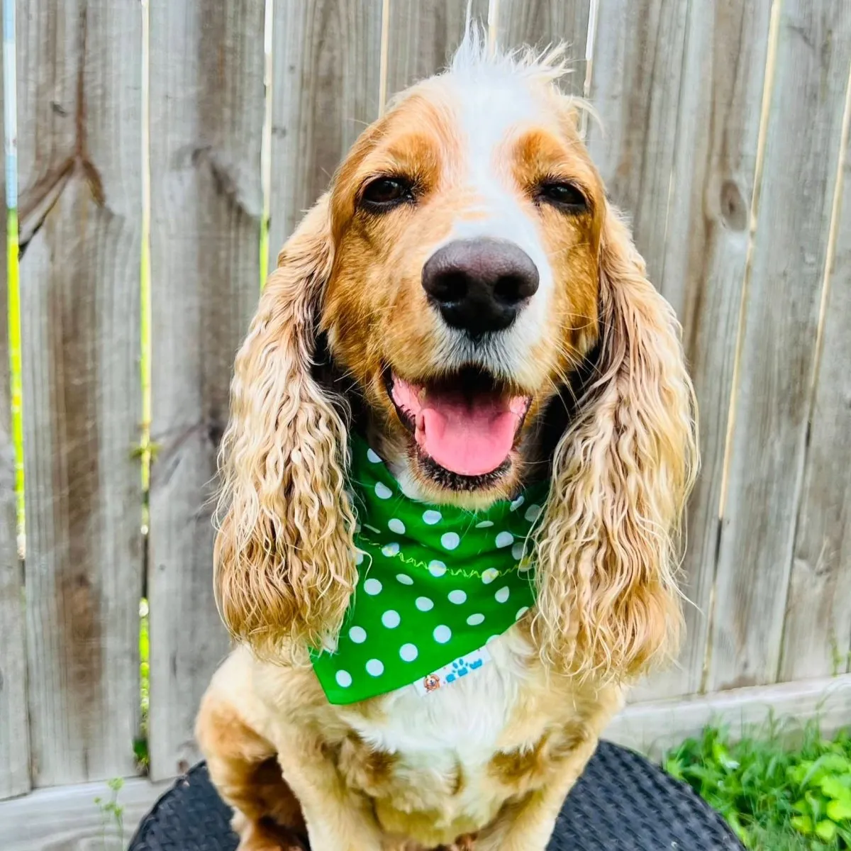Summer Watermelon Stripe Dog Bandana