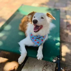 Summer Watermelon Stripe Dog Bandana