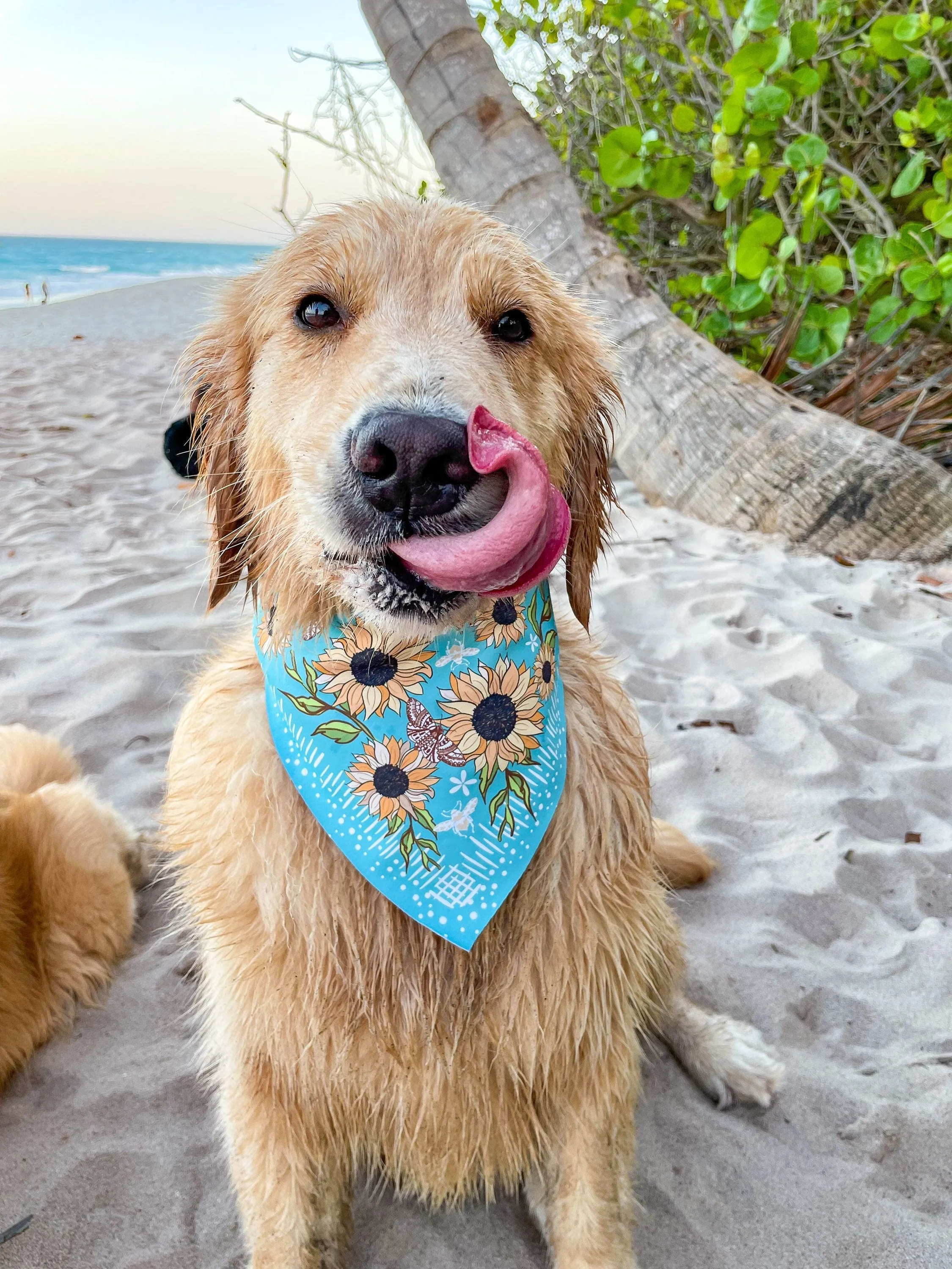 Sunflower Fields Bandana